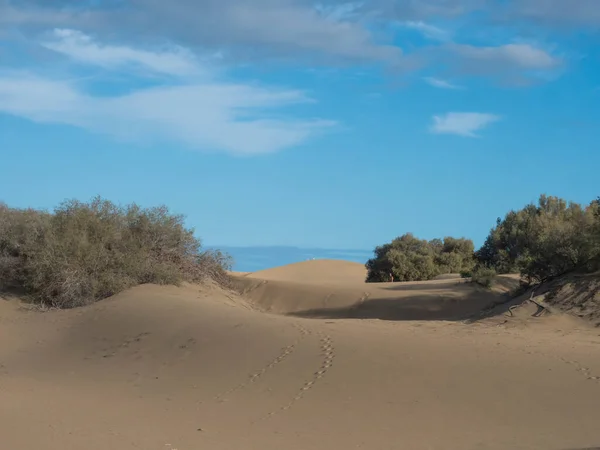 Utsikt över naturreservatet av sanddyner i Maspalomas, gyllene sanddyner, blå himmel. Gran Canaria, Kanarieöarna, Spanien — Stockfoto