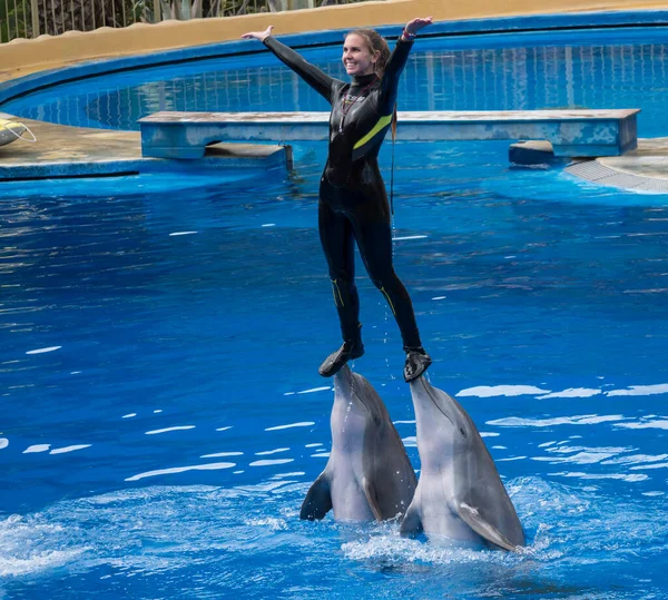 San Bartolome de Tirajana, Gran Canaria, Canary Islands, Spain December 18, 2020: Dolphins show at Palmitos Park. Trained dolphin performing. Gran Canaria, Spain — Stock Photo, Image