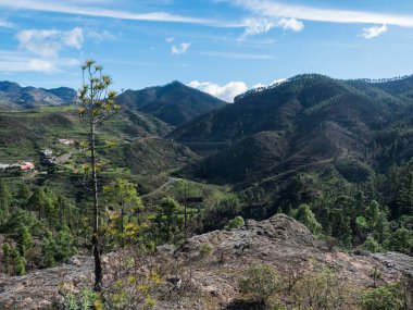 Yeşil tepeler ve orman dağları, Tamadaba doğal parkı manzarası. Gran Kanaryası, Kanarya Adaları, İspanya
