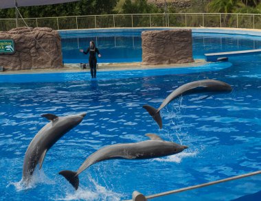 San Bartolome de Tirajana, Gran Canaria, Kanarya Adaları, İspanya 18 Aralık 2020: Yunuslar Palmitos Park 'ta sergileniyor. Eğitimli yunus gösterisi. Büyük Kanarya, İspanya
