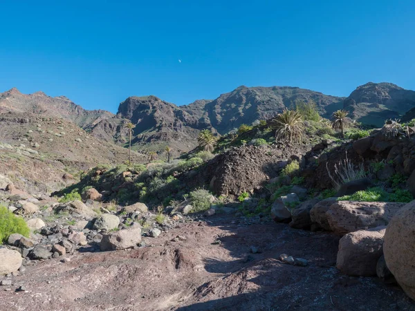 View of arid subtropical landscape of Barranco de Guigui Grande ravine with cacti and palm trees viewed from hiking trail Tasartico to Playa GuiGui beach. West of Gran Canaria, Canary Islands, Spain — Stock Photo, Image