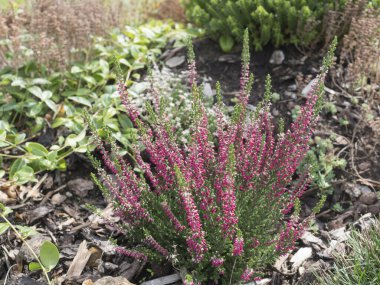 Kaya bahçesi arka planında çiçek açan pembe kenevir bitkisini kapat, seçici odaklanma