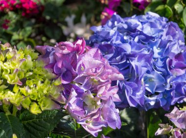 Pembe, mavi, leylak ve yeşil ortanca çiçeği, bahçede açan ortanca macrophylla. Çiçek açmış güzel hortensiya çalıları. Dekoratif çiçek dokusu ve deseni