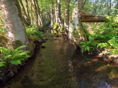Sihirli orman su akıntısı, Çek Cumhuriyeti 'nin Luzicke Hory Lusatian Dağları' ndaki taşlı dere, yosun, eğreltiotu, yaprak ve ağaçlarla dolu. Yaz güneşli gün, altın ışık