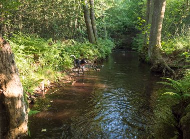 Kara gri av köpeği labrador oynuyor ve yaz ormanı gıcırtısında yeşil eğreltiotu ve ağaçlarla ağzında sopa topluyor. Seçici odak