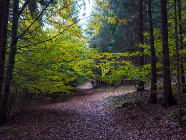 Esrarengiz sonbahar yaprak döken kayın ağacı ormanlarında yol renkli yapraklar, güneş ışınları ve düşmüş yapraklarla kaplı zemin. Mevsimsel doğa arka planı