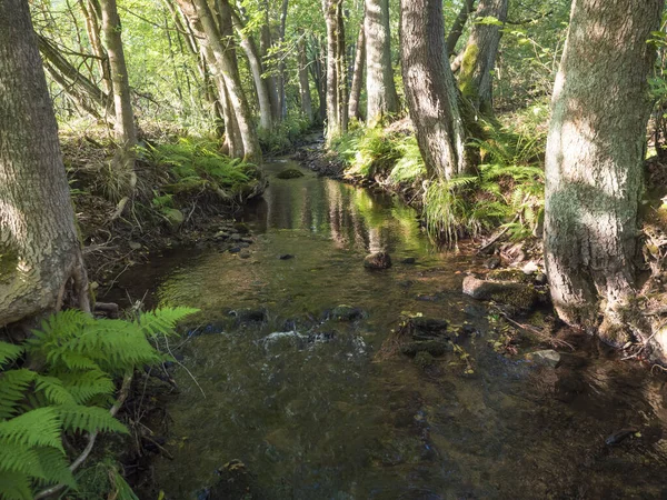 Magic forest water stream, creek with stones, moss, ferns, leaves and trees in Luzicke hory Lusatian Mountains, Czech Republic. Summer sunny day, golden light