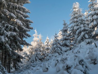 Genç karlarla kaplı çam ağaçları ile karlı kış ormanı. Brdy Dağları, Çek Cumhuriyeti 'nin merkezindeki tepeler, güneşli bir gün.