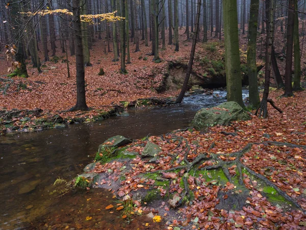 Magic forest water stream, creek in autumn with moss, ferns, stones, orange fallen leaves and trees in Luzicke hory Lusatian Mountains, Czech Republic. Moody fall day