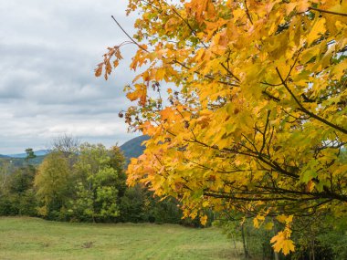 Renkli sarı, yeşil, akçaağaç dalları çayır, orman ve tepeler. Luzicke Hory Lusatian Dağları 'nda sonbahar manzarası, Çek Cumhuriyeti.