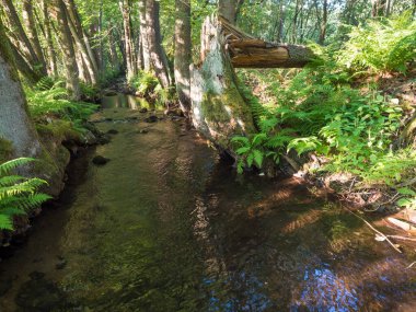 Sihirli orman su akıntısı, Çek Cumhuriyeti 'nin Luzicke Hory Lusatian Dağları' ndaki taşlı dere, yosun, eğreltiotu, yaprak ve ağaçlarla dolu. Yaz güneşli gün, altın ışık