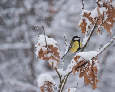 Great tit, Parus major bird perched on snow covered oak tree branch at winter time during heavy snowfall. Selective focus
