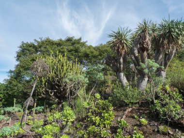 Botanik bahçesinin çeşitli kaktüsleri Jardin Botanico Canario Viera y Clavijo, Tafira, Gran Canaria, Kanarya Adaları, İspanya