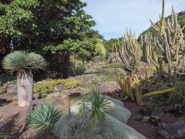 Botanik bahçesinin çeşitli kaktüsleri Jardin Botanico Canario Viera y Clavijo, Tafira, Gran Canaria, Kanarya Adaları, İspanya