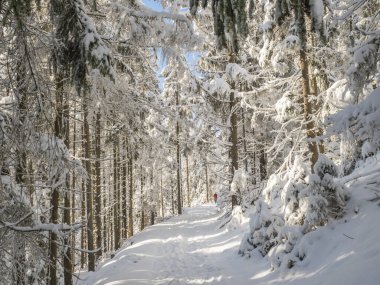 Kar kaplı ladin ağaçları ve yürüyen insan figürleriyle kış ormanlarında karlı bir yol. Brdy Dağları, Çek Cumhuriyeti 'nin merkezindeki tepeler, güneşli bir gün.