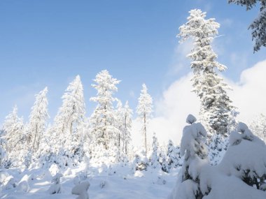 Mavi arka plan üzerinde güzel karlı ağaçlar. Kışın donmuş çam ormanları karla kaplanır.