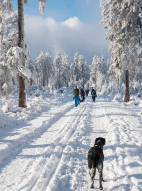 Çek Cumhuriyeti, Brdy Dağları, 9 Ocak 2021: Bir grup insan ve siyah gri av köpeği kış ormanlarındaki karlı yolda kar ladin ağaçlarıyla yürüyüşe çıktılar