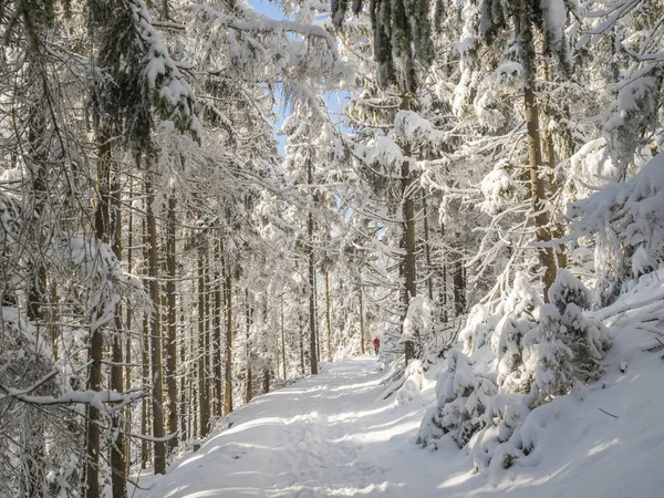 Kar kaplı ladin ağaçları ve yürüyen insan figürleriyle kış ormanlarında karlı bir yol. Brdy Dağları, Çek Cumhuriyeti 'nin merkezindeki tepeler, güneşli bir gün.
