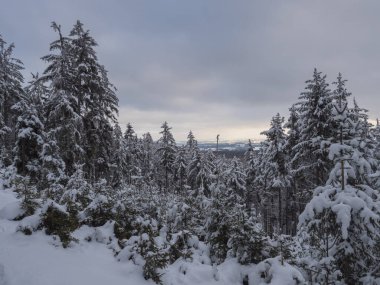 Karla kaplı kozalaklı karlı çam ağaçları ormanının aşağısındaki tarlalarla kış manzarası. Brdy Dağları, Çek Cumhuriyeti 'nin merkezindeki tepeler, bulutlu bir akşam