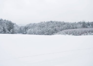Ufukta donmuş ladin ve geniş yapraklı ağaçlarla kaplı beyaz kar tarlası ve beyaz gökyüzü arka planı. Karlı orman manzarası. Kış arkaplanı kavramı.