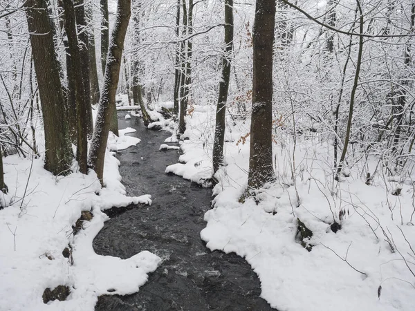 Orman suları, ağaçlar, dallar ve taşlarla kaplı dere, Luzicke Hory, Lusatian Dağları, Çek Cumhuriyeti, kar yağışı