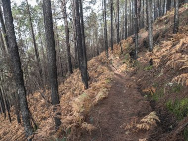 Vahşi yangınlardan bir yıl sonra, Nature Park 'taki gizemli sisli orman orman, kısmen yanmış kanarya çam ağacı, orman florunda kuru portakal eğreltiotu, seçici bir odak. Gran Kanaryası, Kanarya Adaları, İspanya.