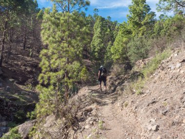 Tamadaba doğal parkının çam ormanlarında ve dağ manzarasında yürüyüş yapan bir adam. Gran Kanaryası, Kanarya Adaları, İspanya