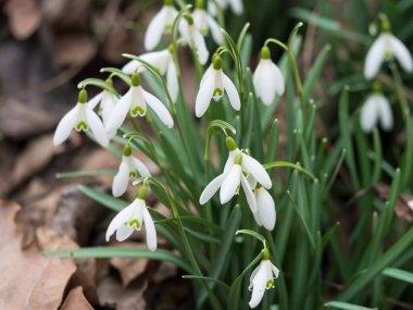 Doğal arka planda yeşil yapraklı beyaz kar damlası çiçekleri. Seçici odak noktası.
