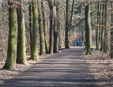 Çek Cumhuriyeti, Prag, 7 Mart 2021: Kunraticky les orman parkında çıplak ağaçlar ve güneşli bahar erken saatlerinde yürüyüş yapan bir grup insan yolu