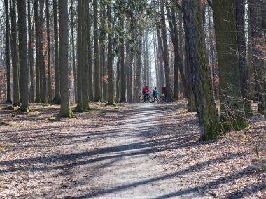 Çek Cumhuriyeti, Prag, 7 Mart 2021: Kunraticky les orman parkında çıplak ağaçlar ve bir grup insan güneşli bahar başlarında yürüyüş ve bisiklete biniyor.
