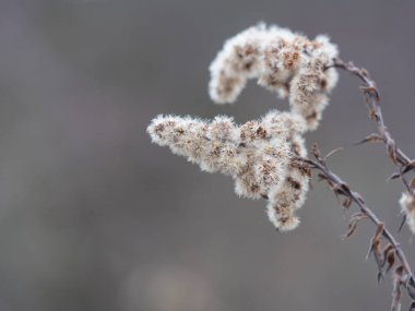 Goldenrod veya Solidago Canadensis 'in solmuş çiçeklerini bej bokeh arka planında kabarık tohumlarla kapatın. Seçici odak, boşluğu kopyala