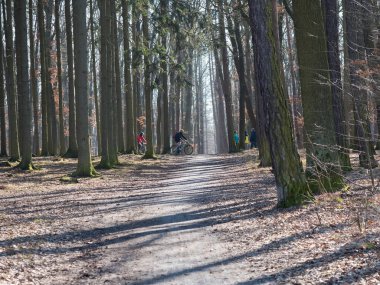 Çek Cumhuriyeti, Prag, 7 Mart 2021: Kunraticky les orman parkında çıplak ağaçlar ve bir grup insan güneşli bahar başlarında yürüyüş ve bisiklete biniyor.
