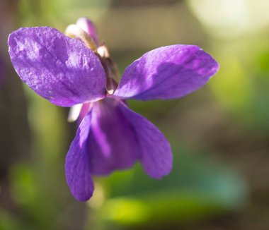 Makro, tek, güzel, çiçek açan menekşe çiçeği, Viola kokusu veya ahşap menekşe, yeşil yapraklı tatlı menekşe, seçici odak