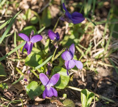 Bir demet kapalı makro güzel çiçek, viyola kokusu veya ahşap menekşe, yeşil yapraklı tatlı menekşe, seçici odak