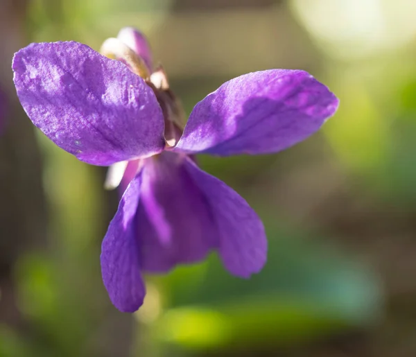 Close up makro enkelt beatiful blomstrende violet blomst, Viola odorata eller træ violet, sød violet med grønne blade, selektiv fokus - Stock-foto