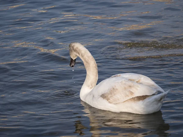 Feche o cisne mudo branco, Cygnus olor, nadando na água azul do rio suface na luz solar. Foco seletivo — Fotografia de Stock