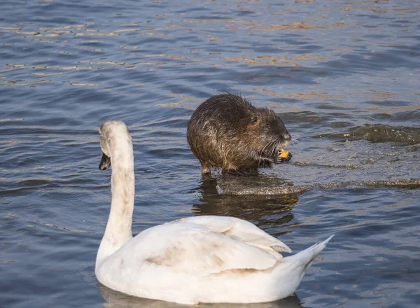 Sluit Witte Mute Zwaan Cygnus Olor Coypu Myocastor Coypus Nutria — Stockfoto