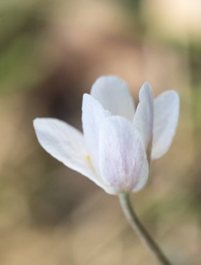 Anemone nemorosa, seçici odak, Dof, bahar çiçekli arkaplan.