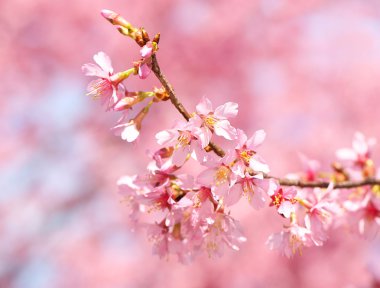 kiraz çiçeği. Sakura bahar içinde. güzel pembe çiçekler