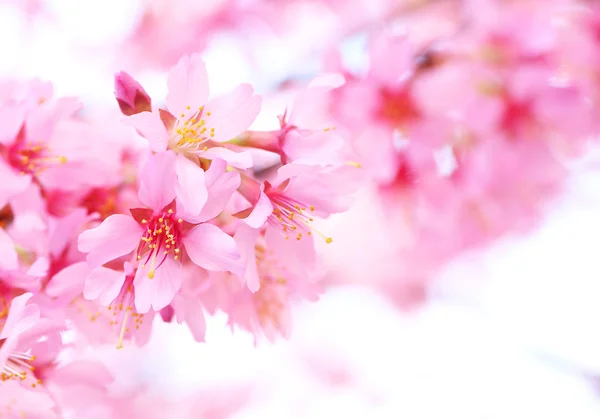 Cherry Blossom. Sakura na Primavera. Lindas flores cor de rosa — Fotografia de Stock