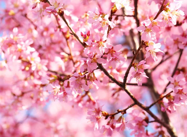 Kiraz çiçeği. Sakura bahar içinde. güzel pembe çiçekler — Stok fotoğraf