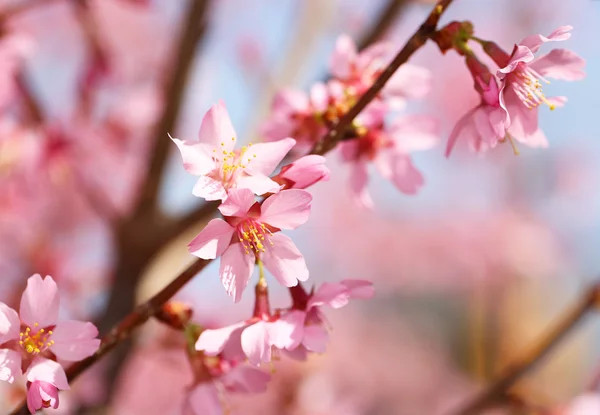 Κεράσι ανθίσει. Sakura άνοιξη. όμορφα ροζ λουλούδια — Φωτογραφία Αρχείου