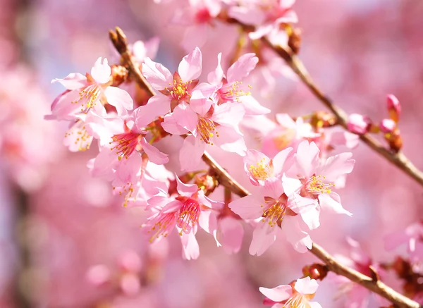 Třešňový květ. Sakura na jaře. krásné růžové květy — Stock fotografie
