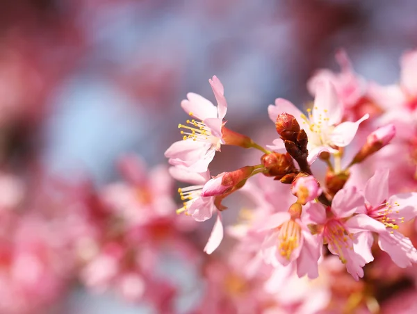 Fiore di ciliegio. Sakura in primavera. Bellissimi fiori rosa — Foto Stock