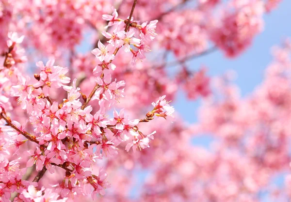 Κεράσι ανθίσει. Sakura άνοιξη. όμορφα ροζ λουλούδια — Φωτογραφία Αρχείου