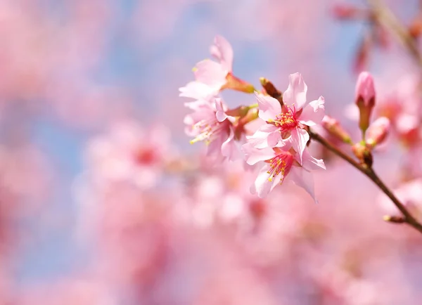 벚꽃입니다. 봄 날에 벚꽃입니다. 아름 다운 핑크색 꽃 — 스톡 사진