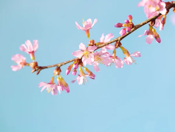 Cherry Blossom. Sakura in Springtime. Beautiful Pink Flowers — Stock Photo, Image