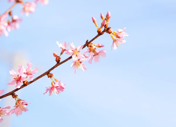 Fiore di ciliegio. Sakura in primavera. Bellissimi fiori rosa — Foto Stock