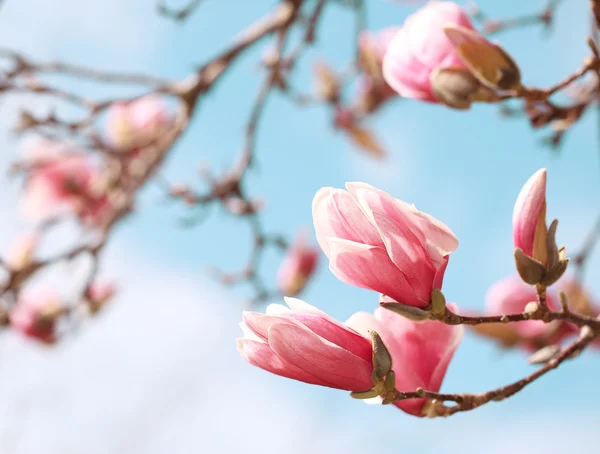 Magnolia tree blossom in springtime — Stock Photo, Image