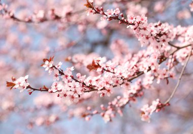 kiraz çiçeği. Sakura, ilkbahar